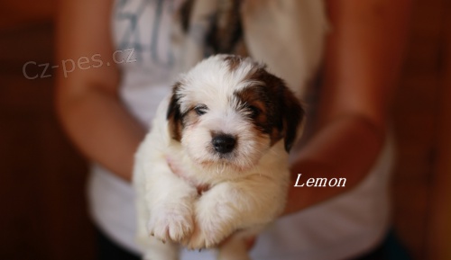 Jack Russell Terrier s PP.