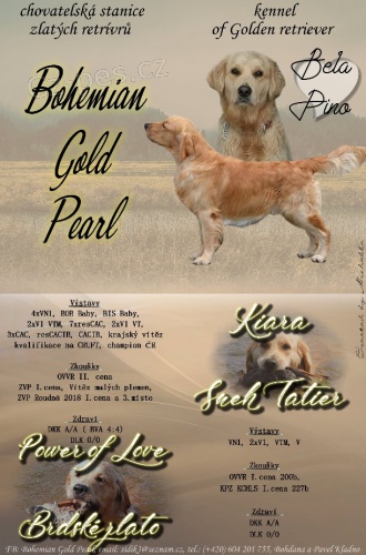 �t���tka zlat�ho retr�vra s PP k re