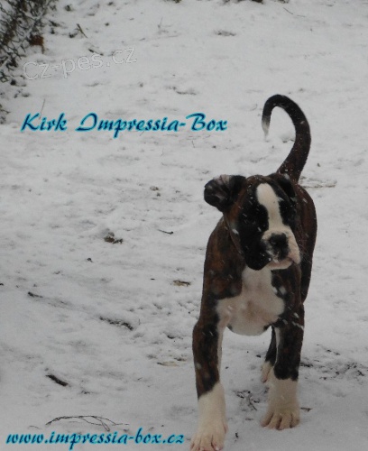 S PP ��h.boxer,Ch.S. Impressia-Box