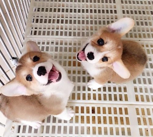 �t��ata p��telsk� vel�tiny Corgi (Pembroke)