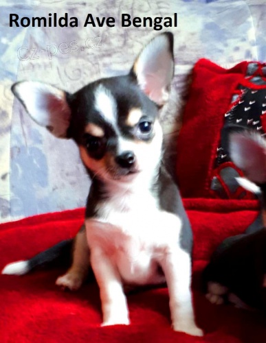 �ivava kr�tkosrt� a dlouhosrst�