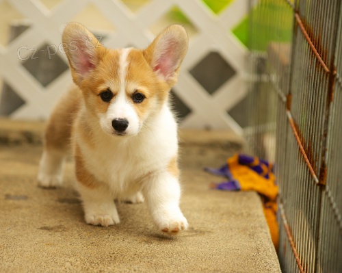 Rodina vychov�v� vel�sk� Corgi (Pembroke) �t��ata