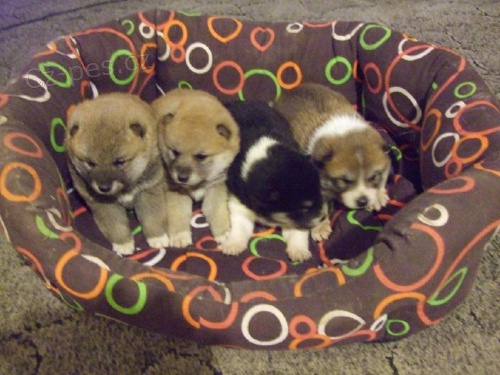 SHIBA INU PRAHA