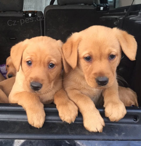 �t��ata labradora k dispozici