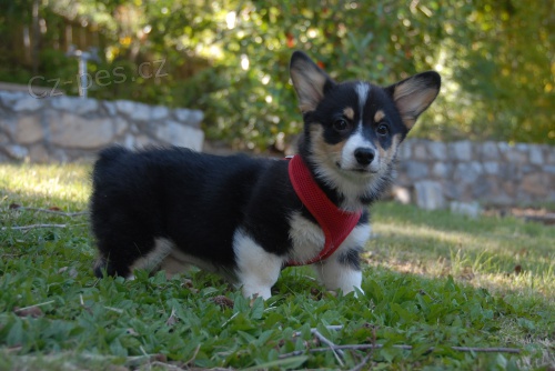 Pembroke wesh corgi tata