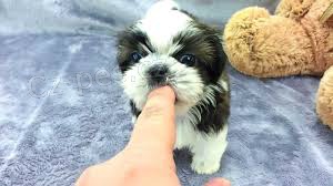 tata Shih Tzu pro pijet