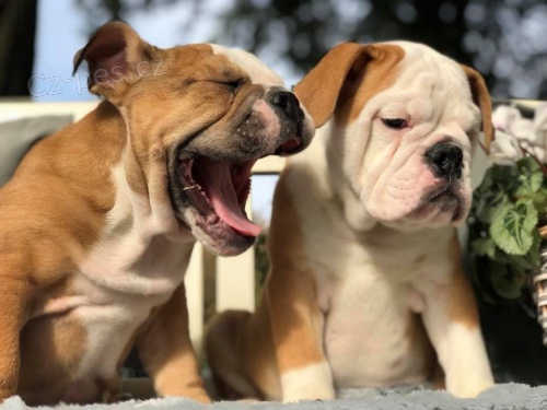 �t���tka anglick� buldok