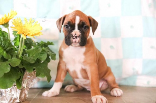 Kr�sn� Boxer �t��ata