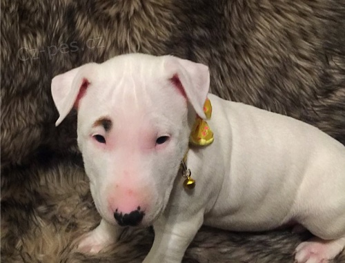 P�kn� bulteri�ra �t��ata k dispozici