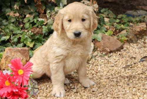 ��astn� �teniatka zlat�ho retrievera