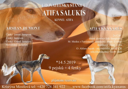 Saluki - persk� chrt