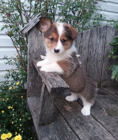 ..Welsh Corgi ttka