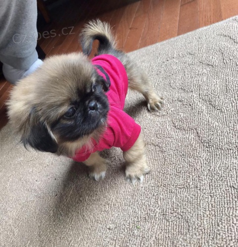 Krsn pekingese tata pro pijet Musm se vrtit dom svho chlapce a dvky pekingese Oba jsou dobe socializovan na koky, jin psy a dti