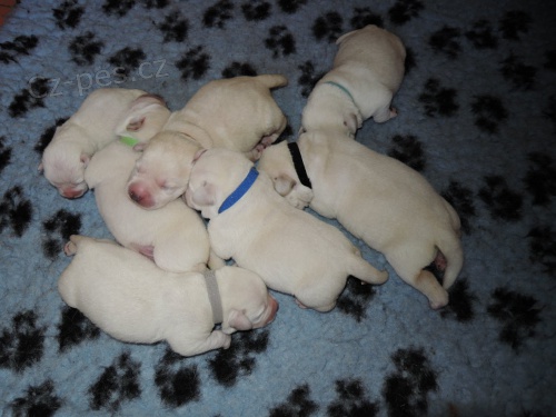 Labradorsk� retriever 