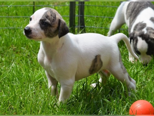 rozkon italsk X Whippet tata Tak jemn a milujc .. Jsou velmi snadno trnovateln a dychtiv k velmi ptelskmu, odchzejcmu ttku Vet zkontrolovna, odervena a okovna aktuln.