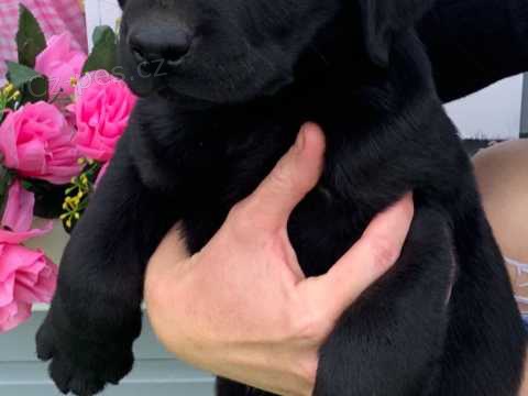 Labradorsk� retr�vr �t�n�tka