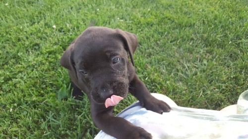 Americk� bandog - nab�dka �t��at