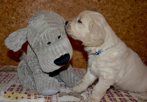 �t�n� zlat�ho retr�vra s PP, pejsek