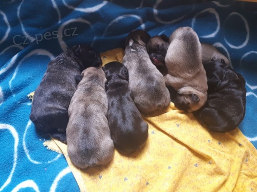 Nab�z�m �t��ata fr. buldo�ka