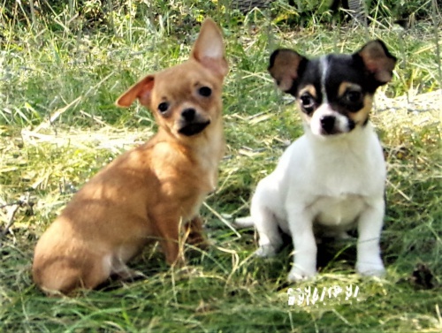 �ivava s PP - pejsci s PP 