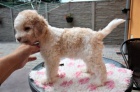 Lagotto Romagnolo - Italsk vodn pes