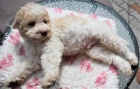 Lagotto Romagnolo - Italsk vodn pes