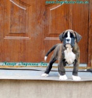 �te�ata - boxer, Impressia-Box