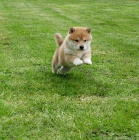 tn shiba Inu