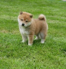 tn shiba Inu