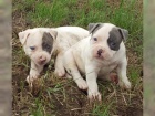 zdrav ttka American Bulldog pro pijet