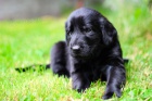 Flat coated retriever tata s PP