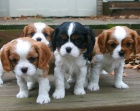 Zadm tata plemene King Charles Spaniel