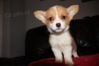 Roztomil a krsn ttka Welsh Corgi pembroke