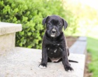 kr�sn� adoptovateln� labradors.males a female