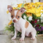 kr�sn� mu� a �ena �ivava k adopci