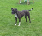 Americk� bandog - nab�dka feny