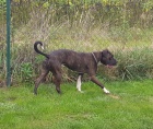 Americk� bandog - nab�dka feny
