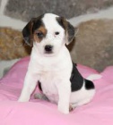 Kr�sn� a adoptivn� �t��ata feny jack russell teri�r pro adopci