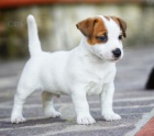 kr�sn� samec a samice jack russell �t��ata k adopci