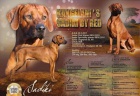 Rhodesian Ridgeback- ttka