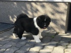 krsn akita inu tata