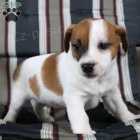 jack russell tata pro adopci zdarma!