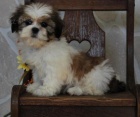 12 tat shih tzu zdarma k adopci !!