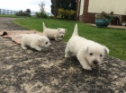 Krsn ttka terir West Highland terrier hledajc milujc navdy domovy, 2 dvky 1 kluk k dispozici