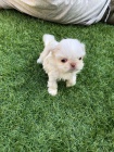 Krsn ttka Shih-tzu