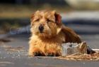 Norfolk Terrier