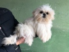 krsn tata shih-tzu