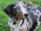 Louisiansk leopard pes- Catahoula s PP