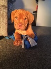 tata Dogue De Bordeaux