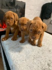 tata Dogue De Bordeaux